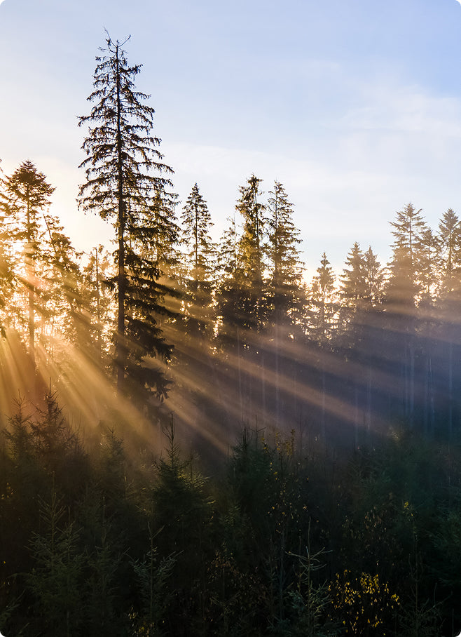 Sunlight beams through trees in a forest